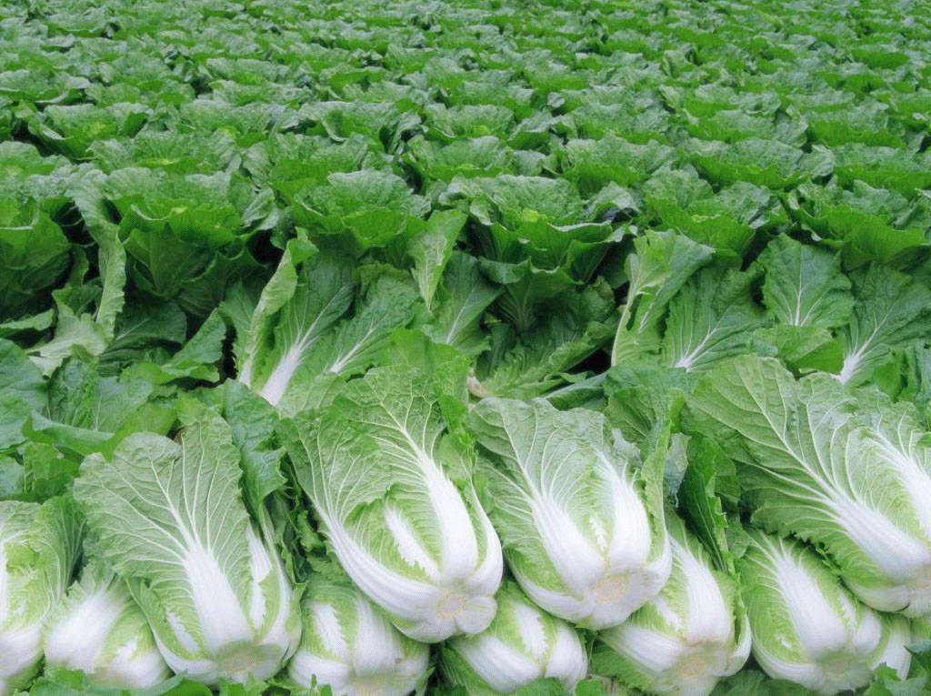 배추 재배