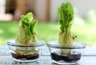 줄기째로 먹는 배추