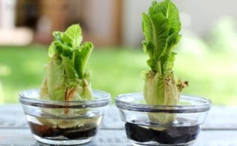 줄기째로 먹는 배추