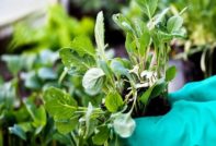 묘목이 시들어가고 있다