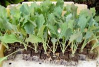 콜라비 모종 관리