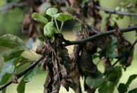 배나무의 말린 잎