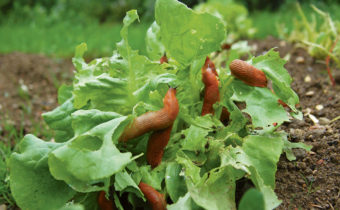 양배추에 달팽이