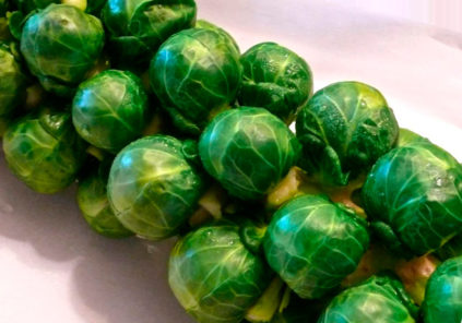 브뤼셀 양배추 소르타