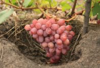 포도의 특성