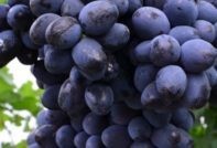 자바바 포도 송이