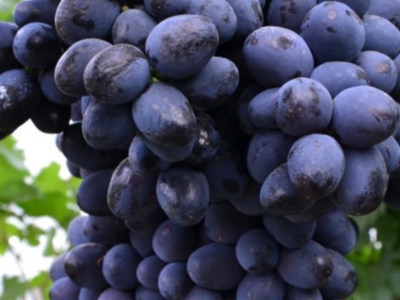 자바바 포도 송이