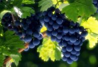 포도_그로즈디아