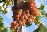 타이피 포도 품종