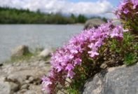 사진과 설명이 담긴 타임의 종류와 종류