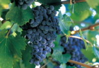 중부 러시아의 대형 과일 포도 품종: 리뷰