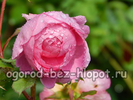 앨런 티치마쉬 품종