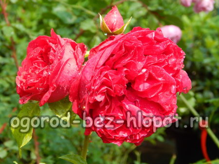 벤자민 브리튼 품종