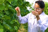 포도에는 얼마나 많은 설탕이 들어있나요?