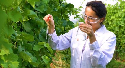 포도에는 얼마나 많은 설탕이 들어있나요?