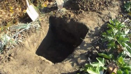 포도 가을 심기의 특징