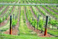 포도밭