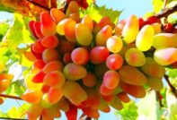 레이디 핑거스 포도 품종