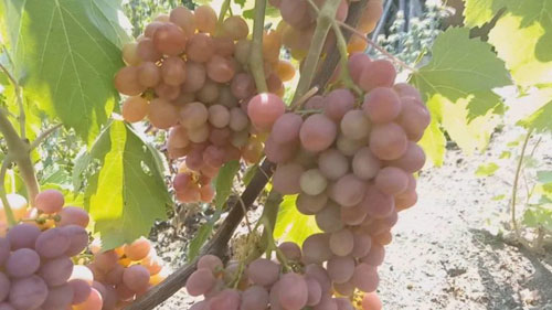 잡종 품종 다슈냐