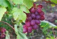 외과의사를 기리는 포도