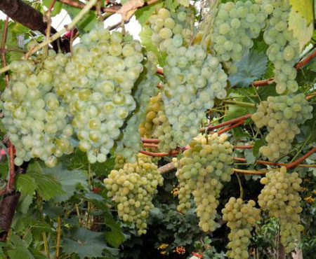 화이트 미라클 포도