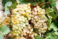 마가라치 시트론 포도
