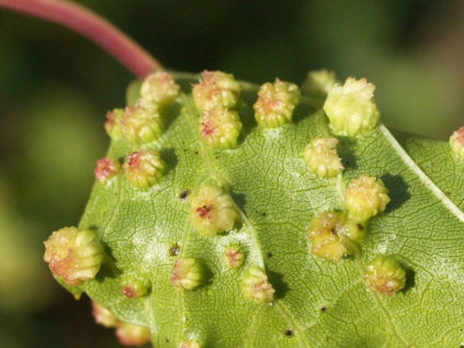 포도의 필록세라