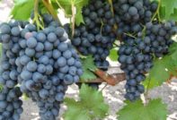 맥시 블랙 포도