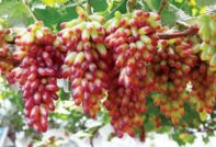 포도 매니큐어 손가락