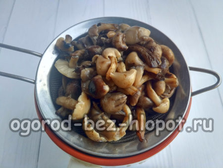 버섯을 걸러내다