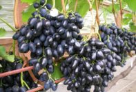 나데즈다 아조스