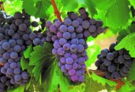봄에 포도 가공하기