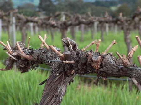 가지치기한 포도