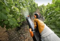 포도에 살포하는 방법