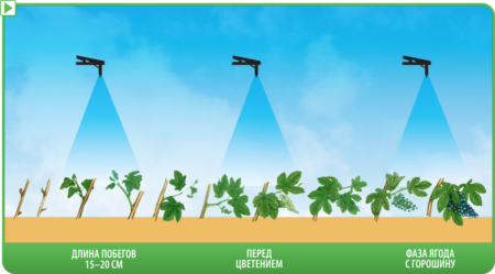 포도에 살포할 때