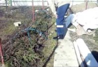 봄에 포도가 열리다