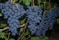 학자 Dzheneev를 기념하여