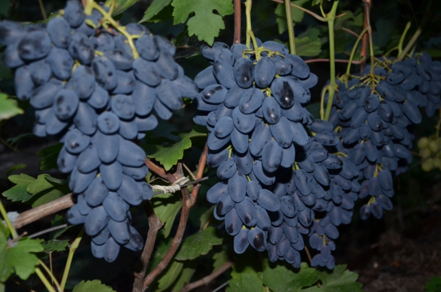 학자 Dzheneev를 기념하여