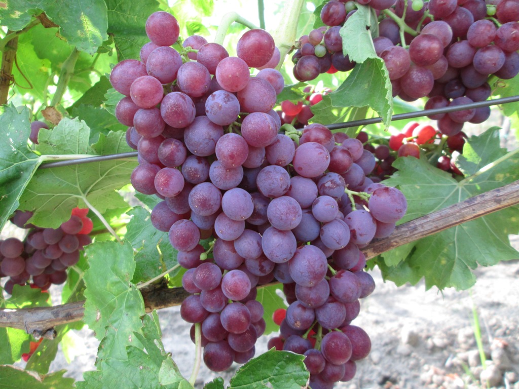 선생님의 기억 정렬