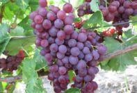 선생님을 기리는 포도