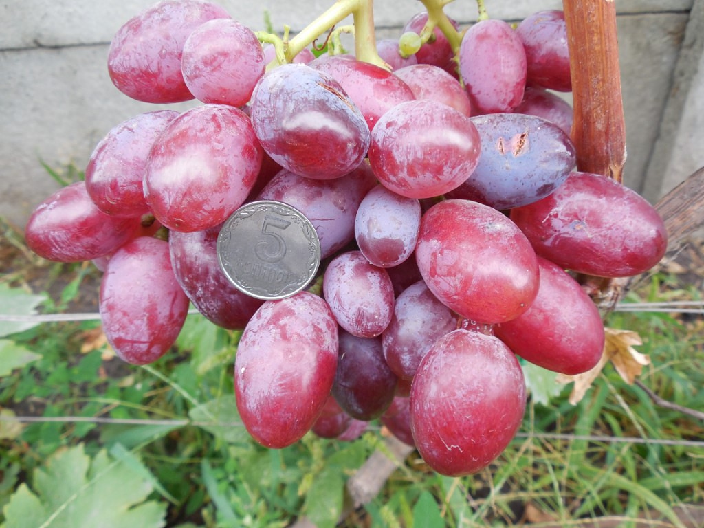 이리나에게 포도 선물