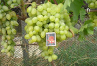 포도: Zaporizhzhia에게 주는 선물