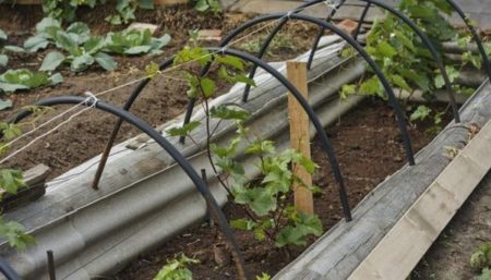 포도나무를 꺾꽂이로 심다 (어린 나무)