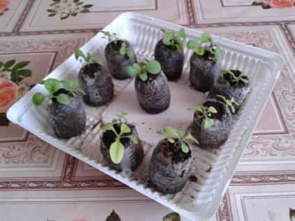 맥주에 담긴 토마토 모종