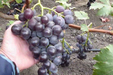 러시아 초기 포도
