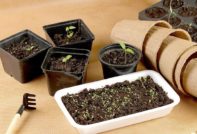 알리익스프레스의 씨앗