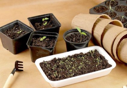 알리익스프레스의 씨앗