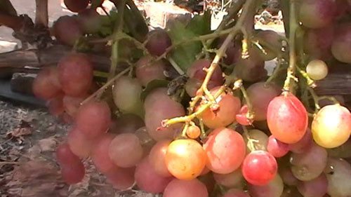 다슈냐 포도나무