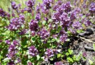 레몬 타임 재배 방법: 야외 재배, 심기 및 관리, 사진