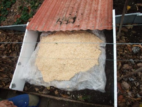 겨울 동안 포도에 톱밥을 덮다